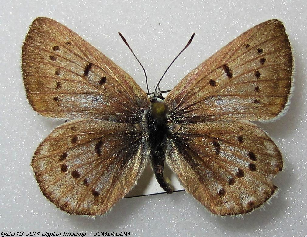 Lycaena heteronea clara